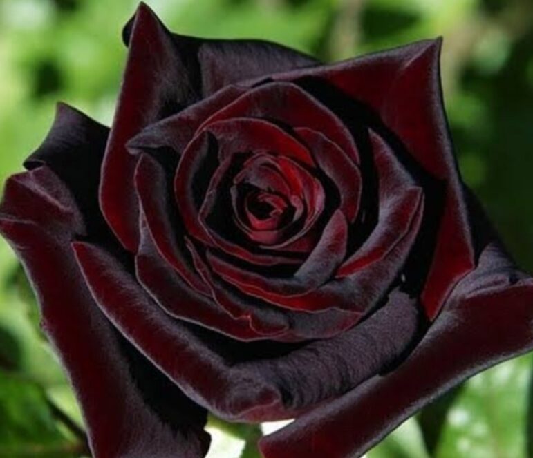 Arain Boy Rishta Rawalpindi