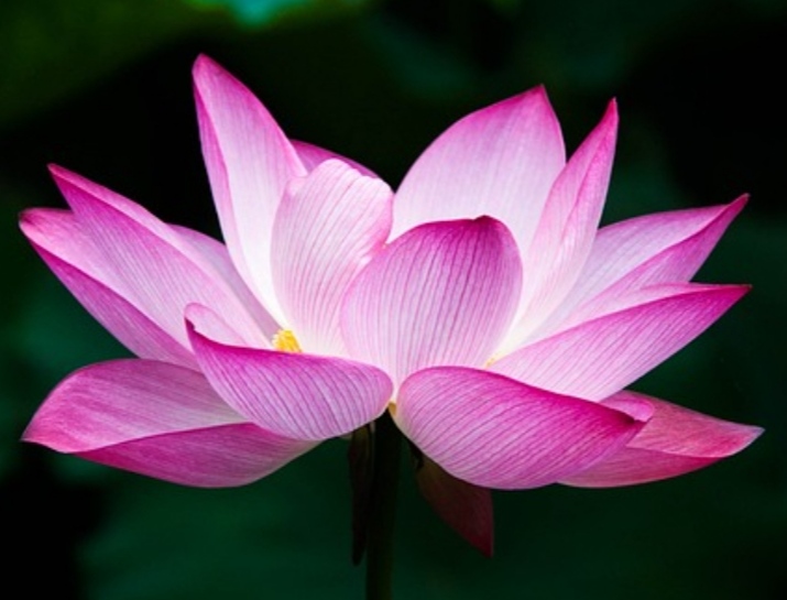 Arain Boy Rishta Rawalpindi